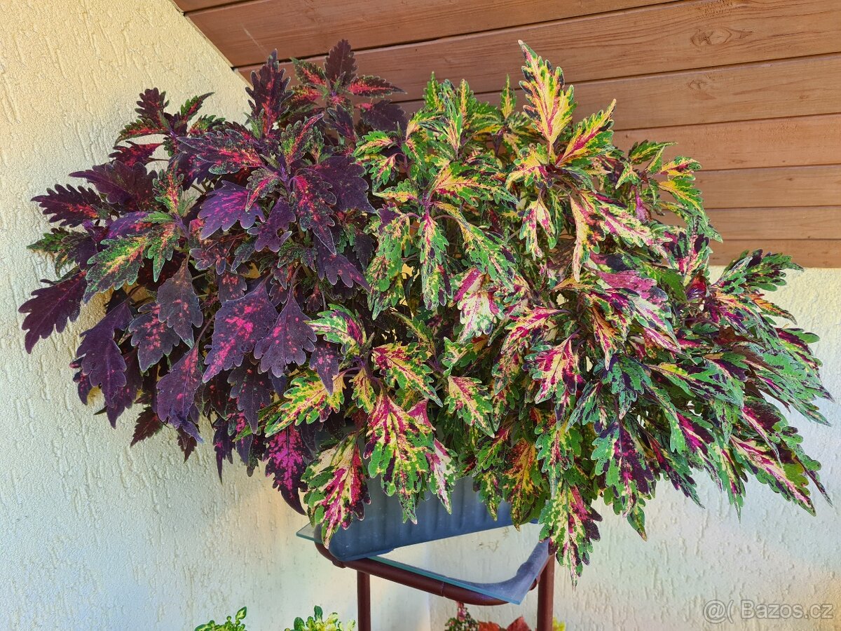 Africké okrasné kopřivy - SEMENA - Coleus - 18