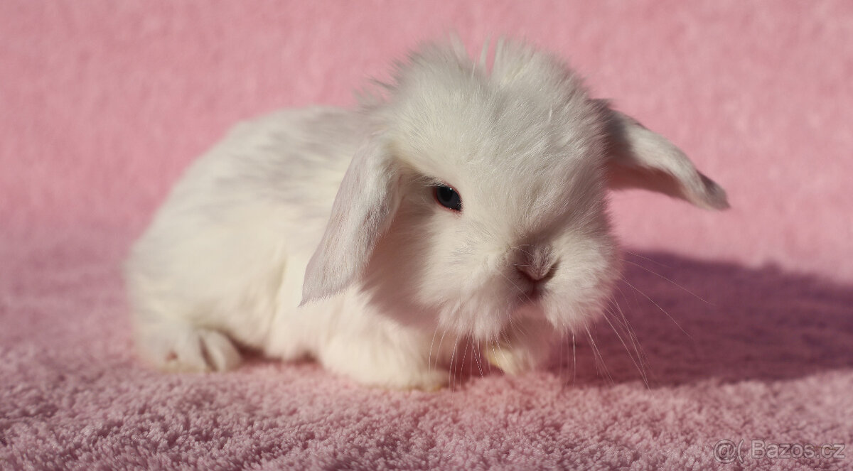 Zakrslí beránci NHD modrá očka . - 18