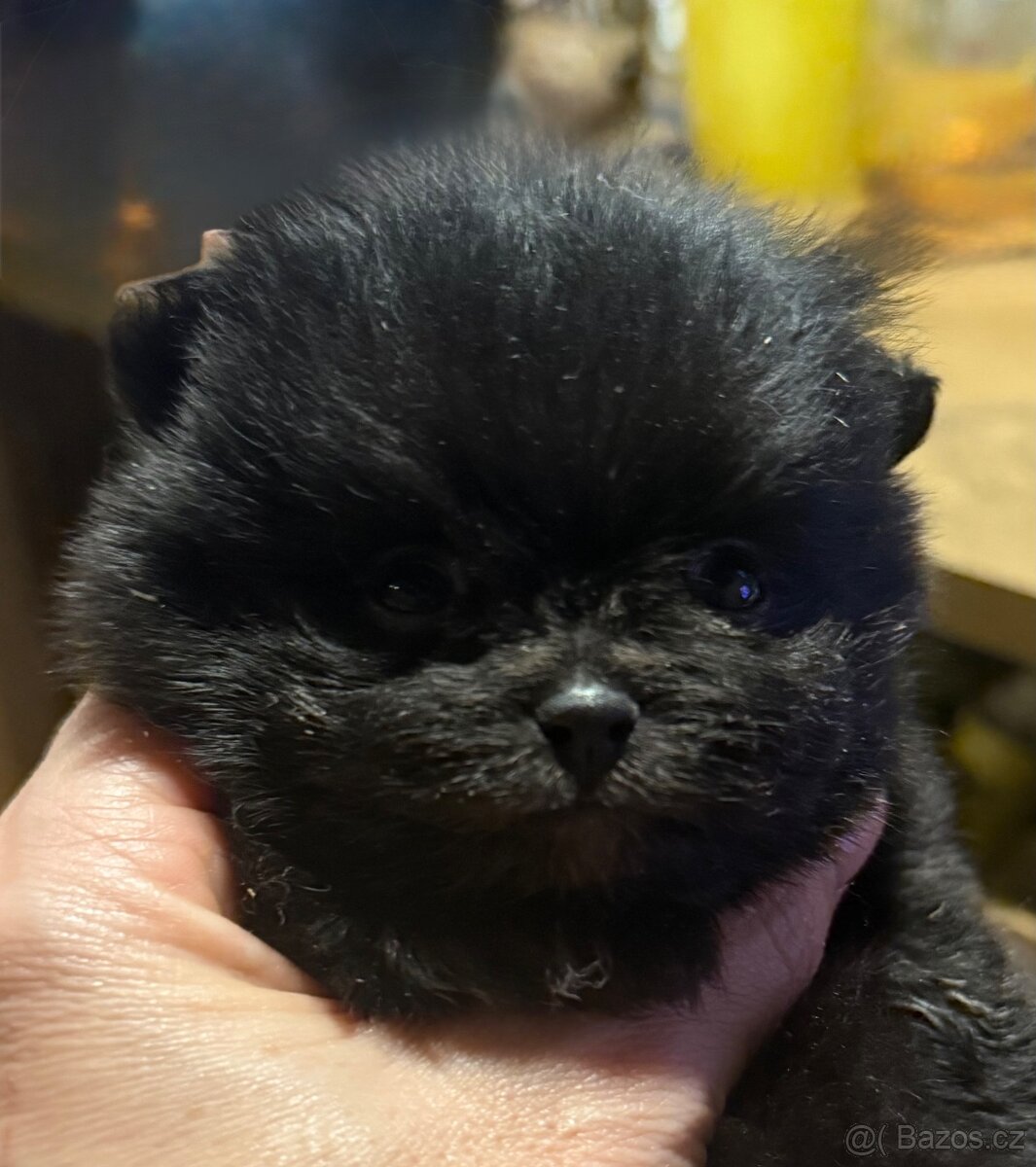 POMERANIAN S PP FCI - ch.s. z Malebného povltaví - 18