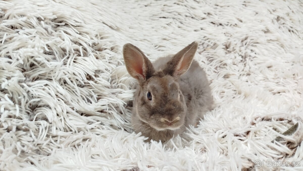 Zakrslý beránek,králíček,králík -(REX)-DIANA - 18