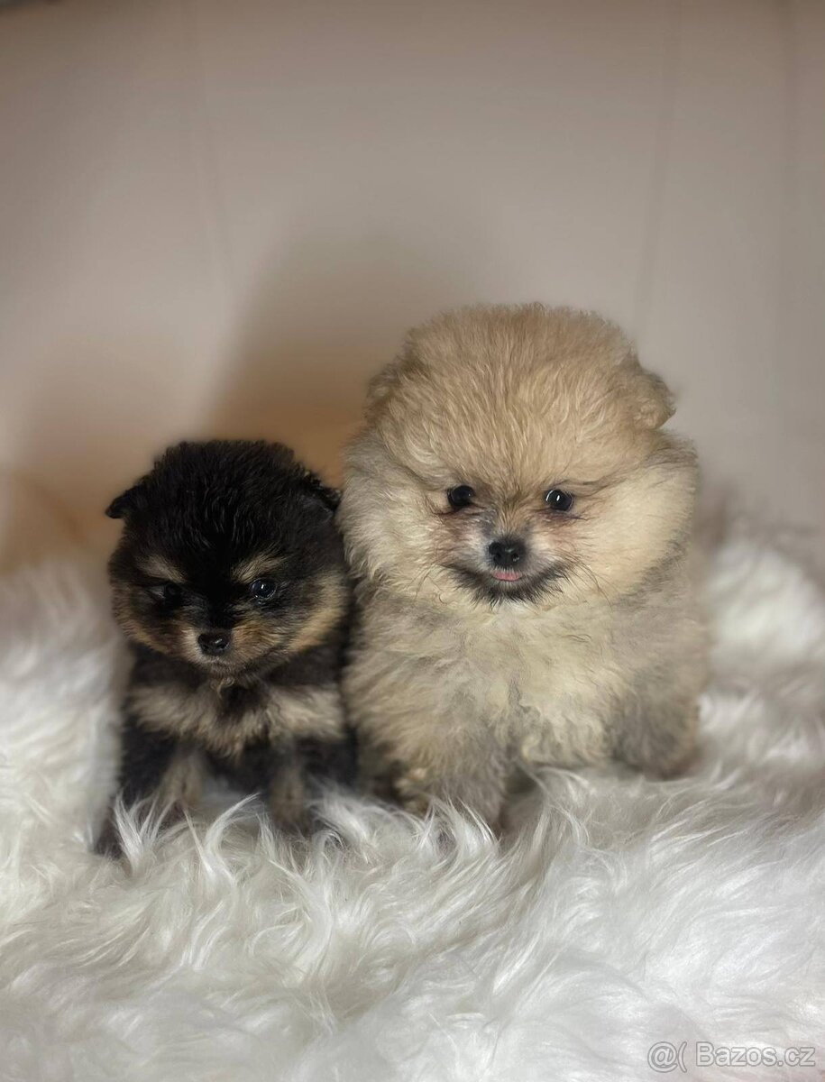 Pomeranian s PP FCI - nádherná štěňátka - 18