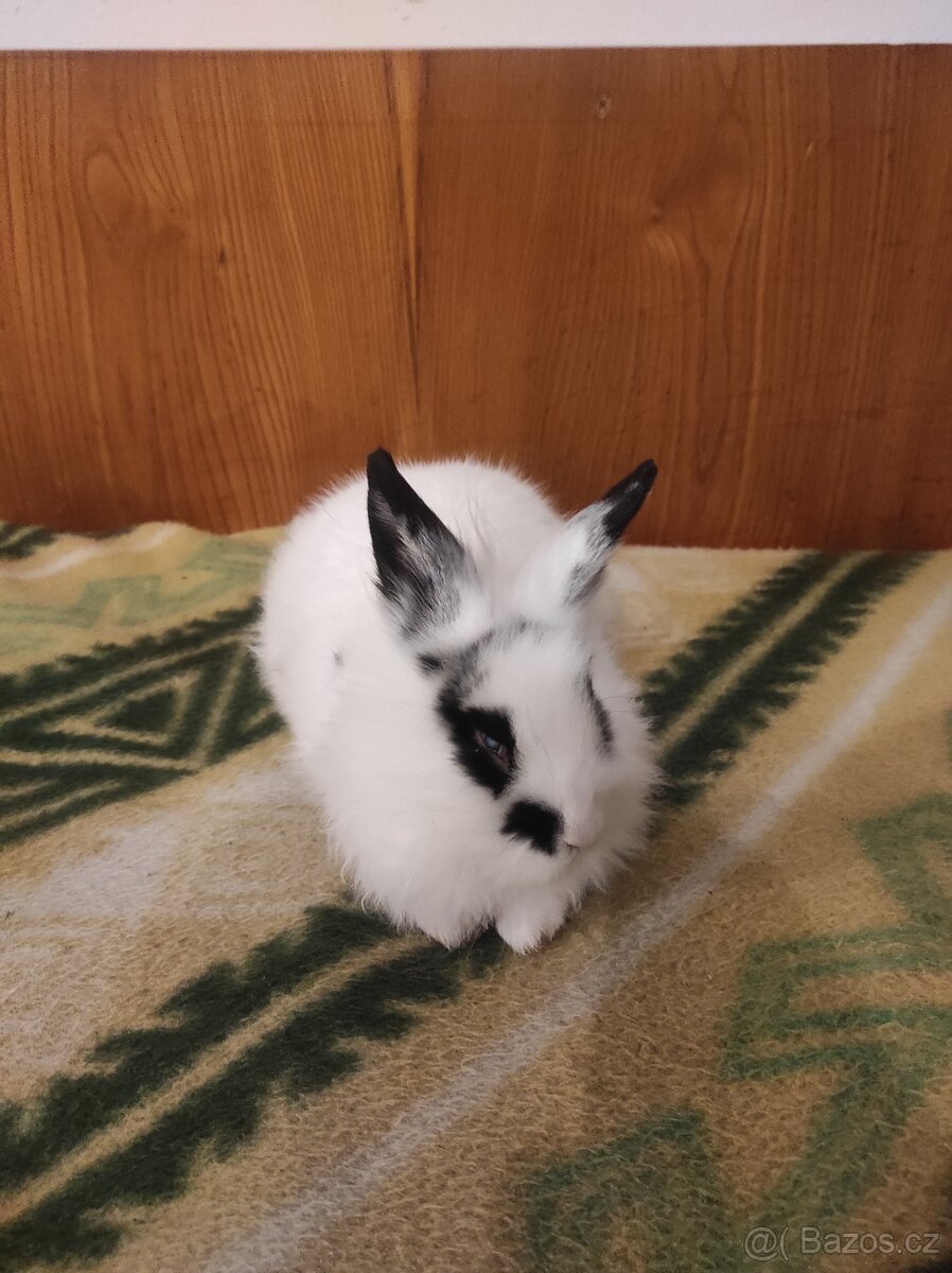 Králík zakrslý - 18