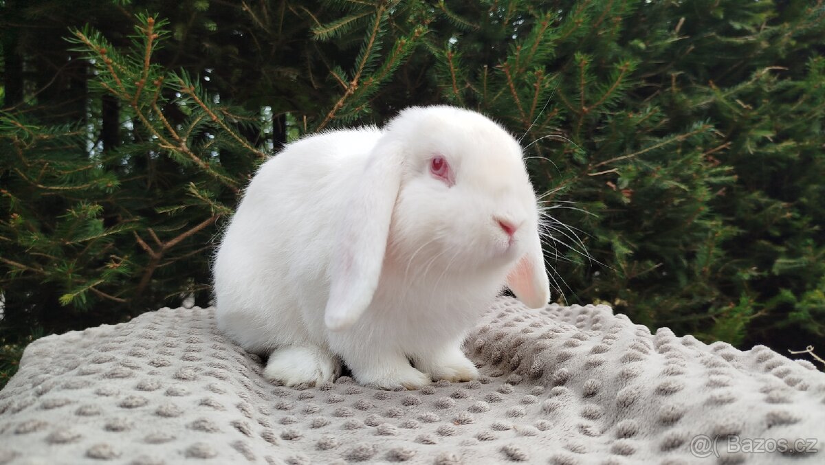 Zakrslý beránek, králíček, králík - WILLIAM - 18