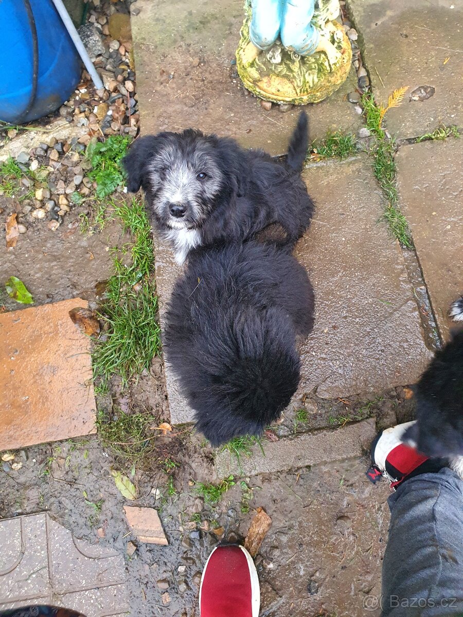 stene krizenec borderkolie× bretansky ohar/holandsky pinc - 18