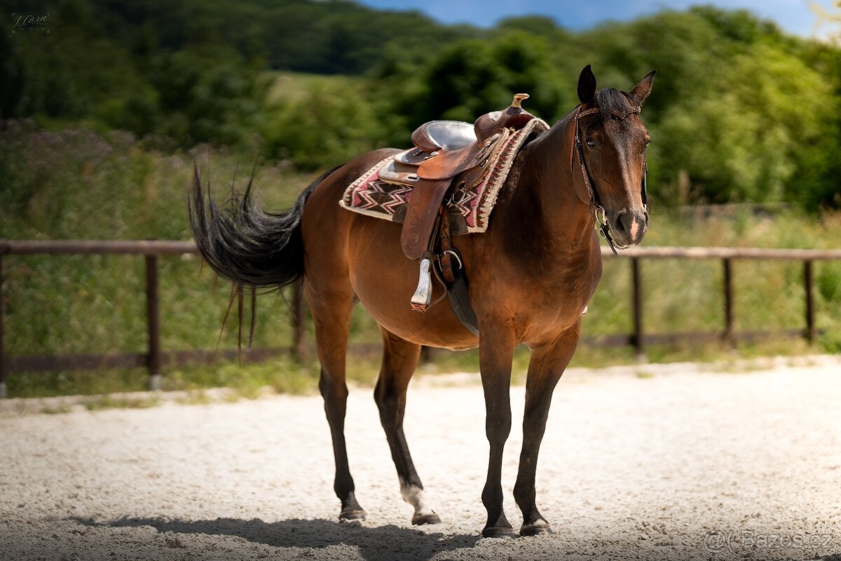 Tříletá reining klisna American Quarter Horse, Euro Futurity - 18