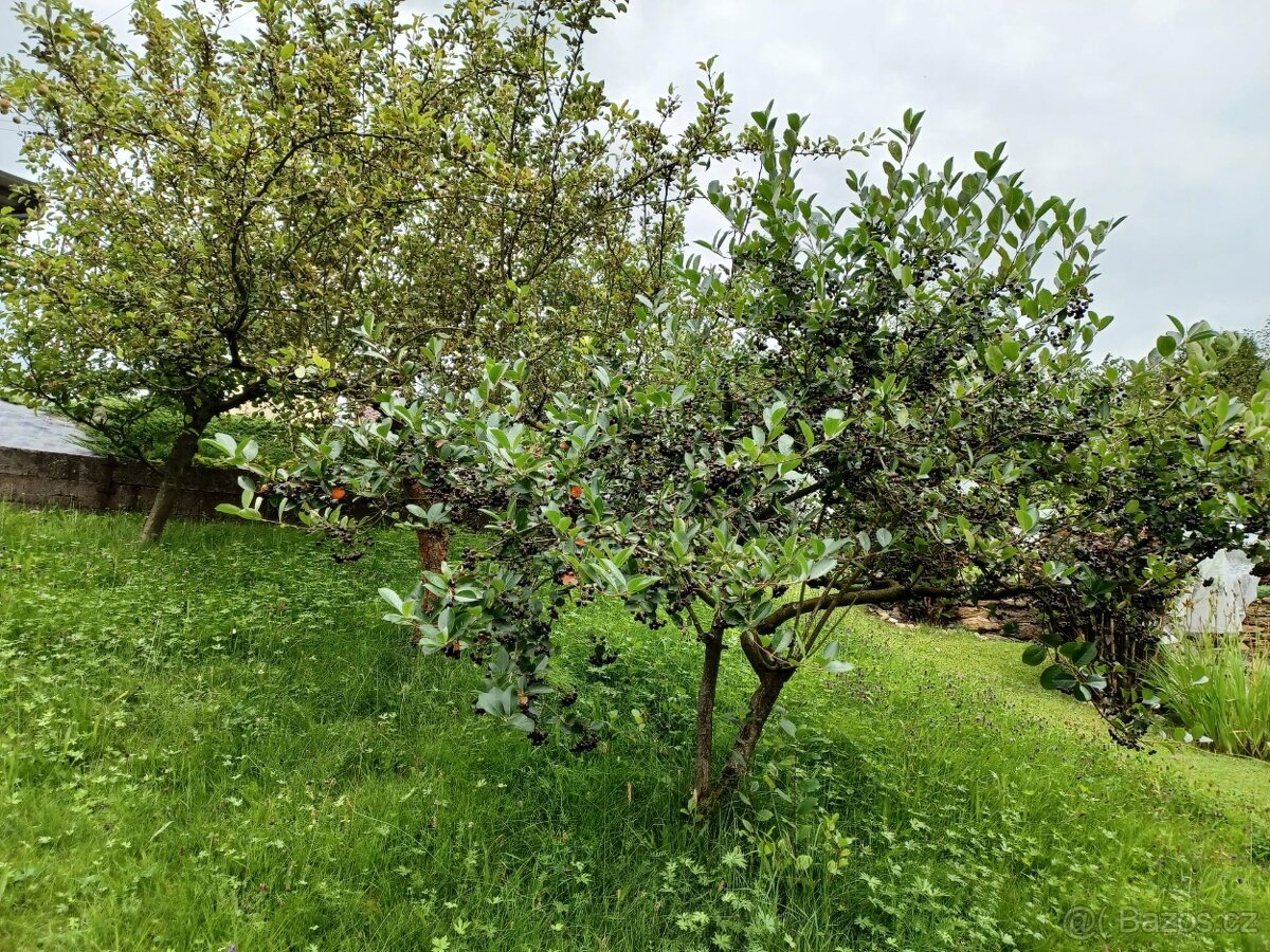 Prodej chaty Náchod 48m² s vlastnim pozemkem 432 m² - 18