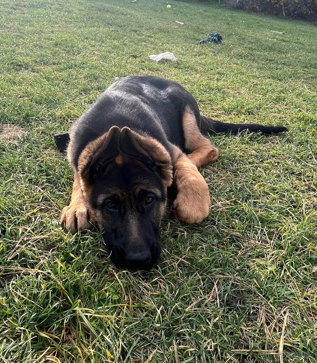 Německý ovčák - štěňata s PP - 18