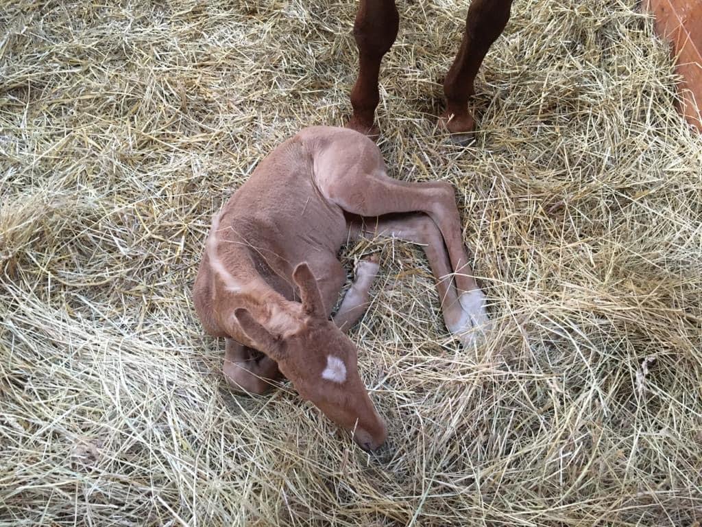 Připouštění - plemenný hřebec AQH buckskin SM MITO COMMANDER - 18