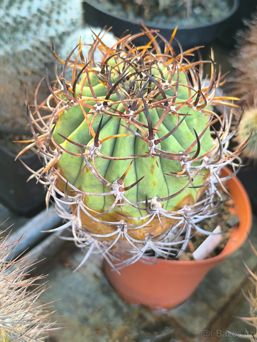 Kaktusy a sukulenty - 18