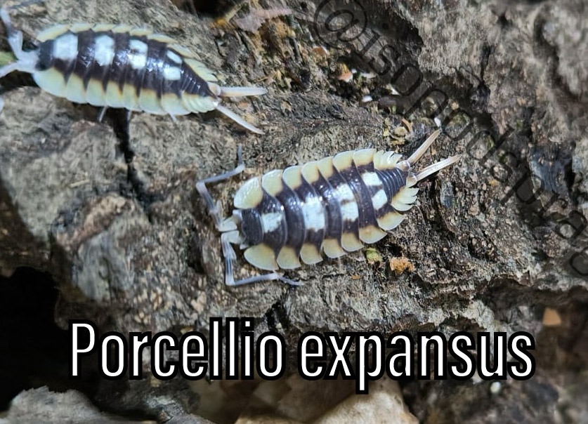 Isopody, chvostoskoci, mnohonožky, burzy, posílám - 18