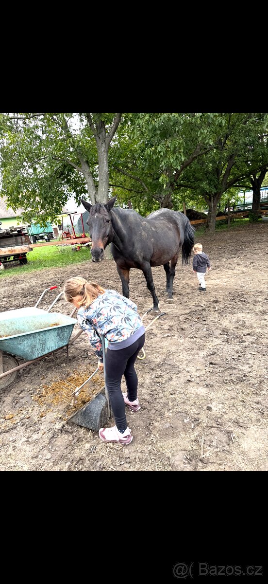 A 1/1 a český teplokrevník - 18