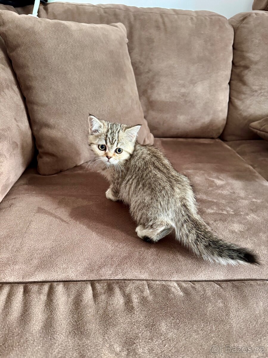 Skotská klapouchá kočka, scottish straight s PP - 18