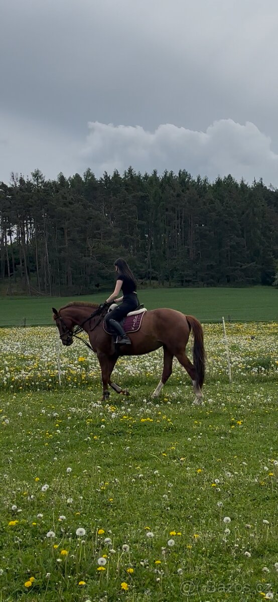 ČT kobyla 2012 - 18