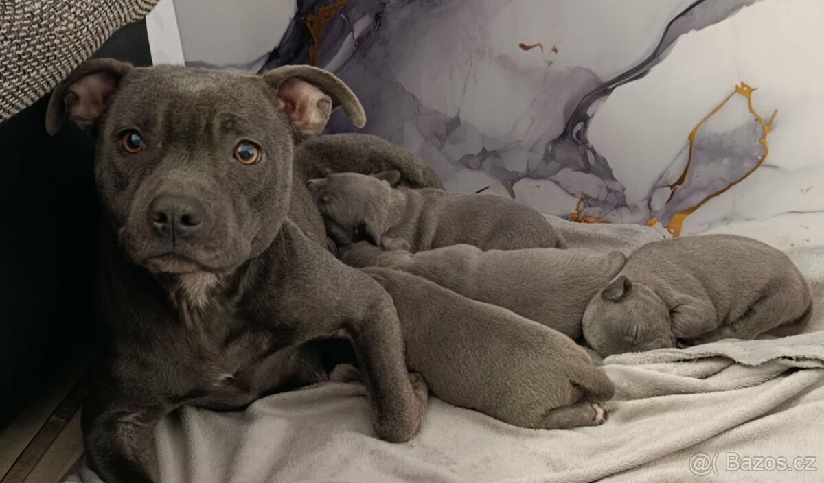 Stafordšírský bulteriér - 18