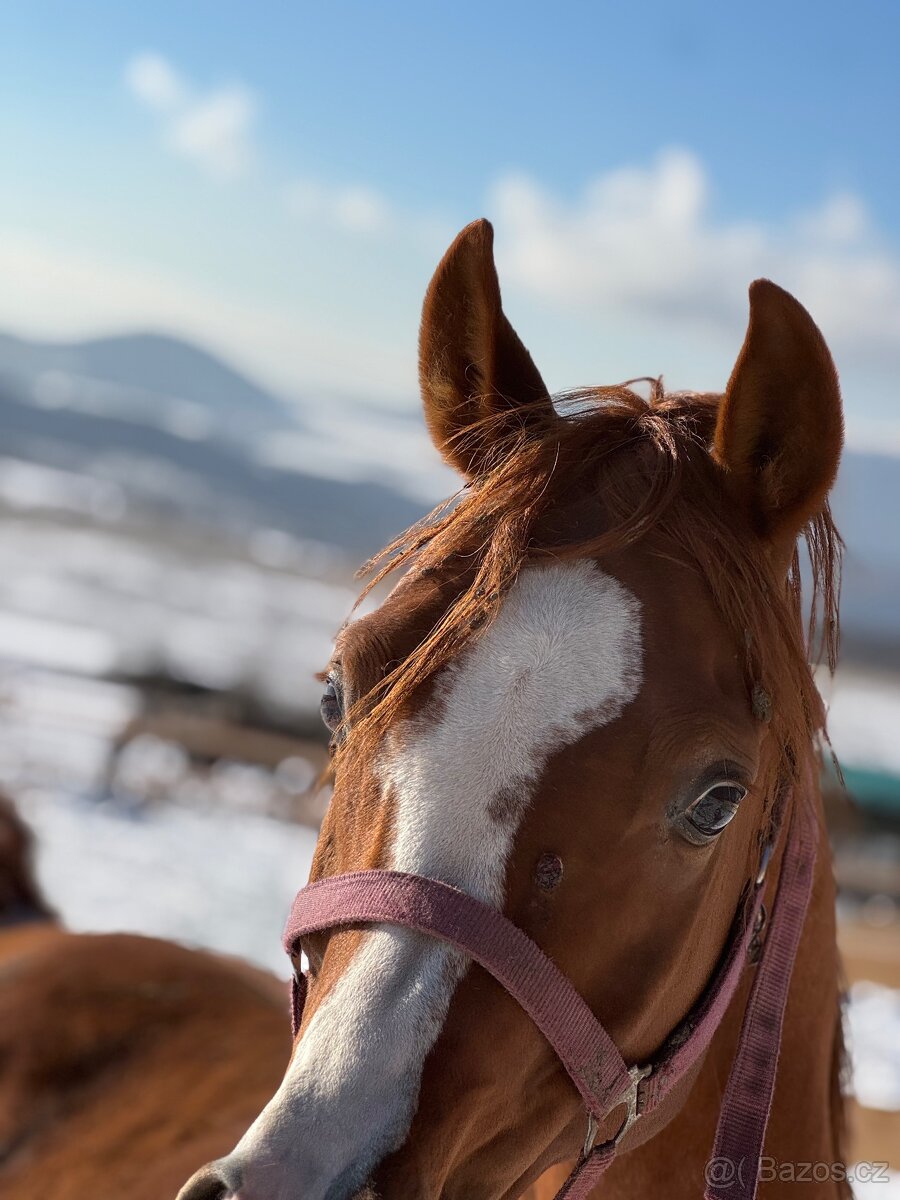 Plemeníci,kobyly arabských plnokrevníků - 18