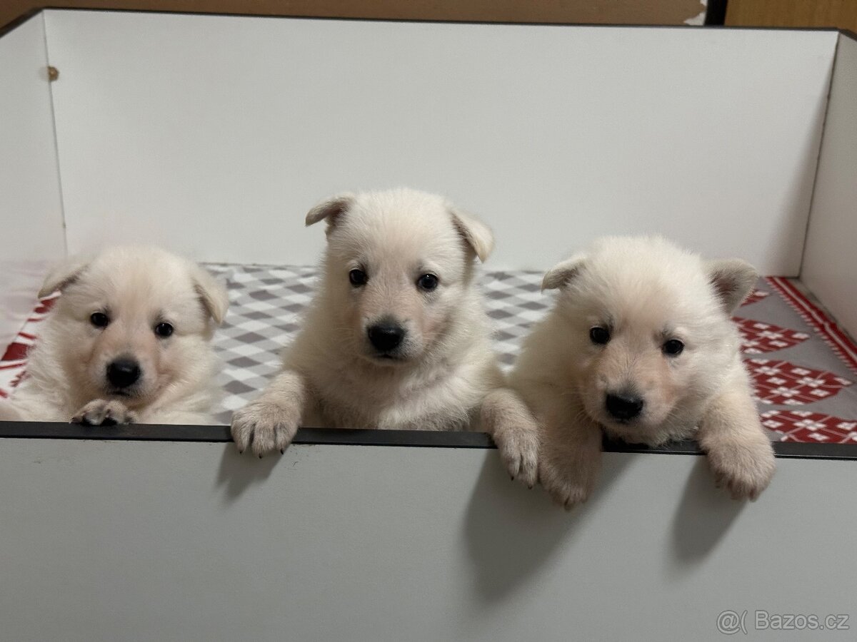 Bílý švýcarský ovčák s PP - 18