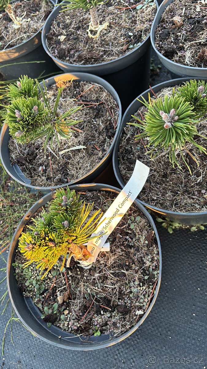 Borovice c2 doprava - 18