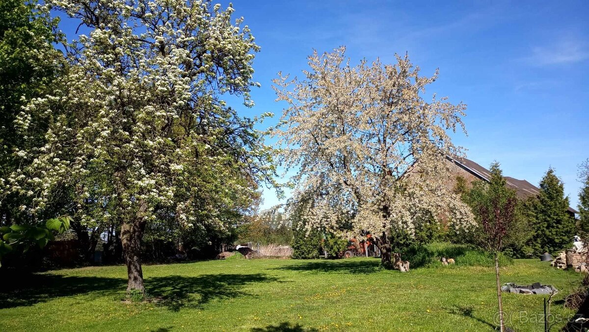 Hlídání psů - 18