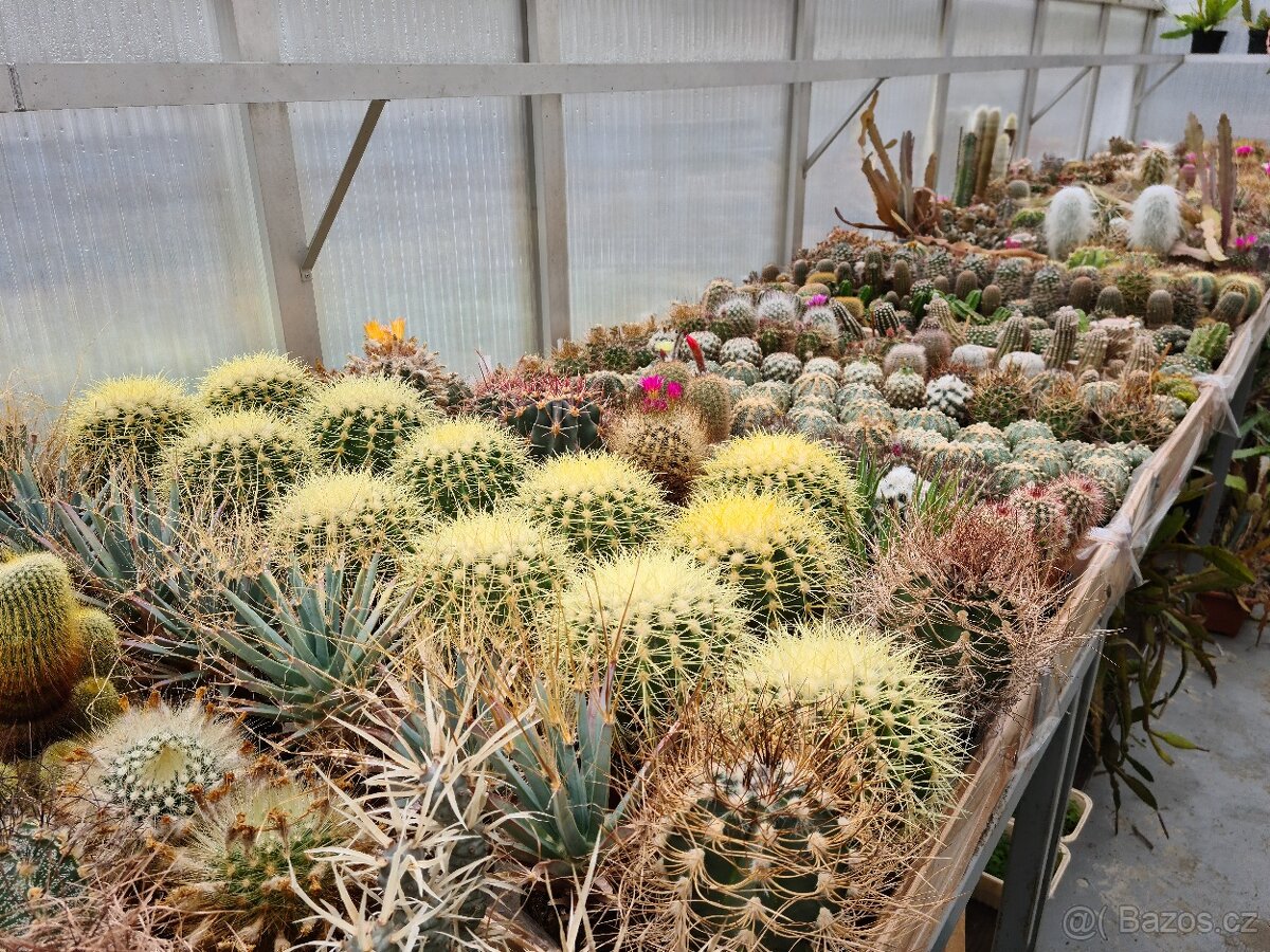 Prodám rozsáhlou sbírku kaktusů - 18