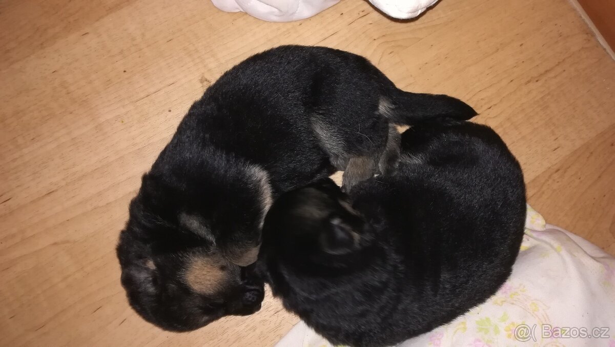 Nemecky ovčák typu Rex(štěňata) - 18