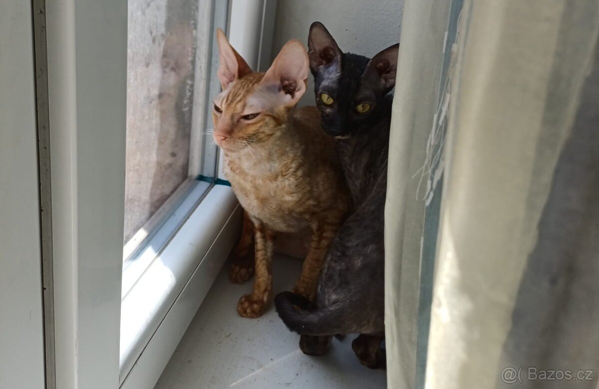 Koťata Cornish Rex s PP - 18
