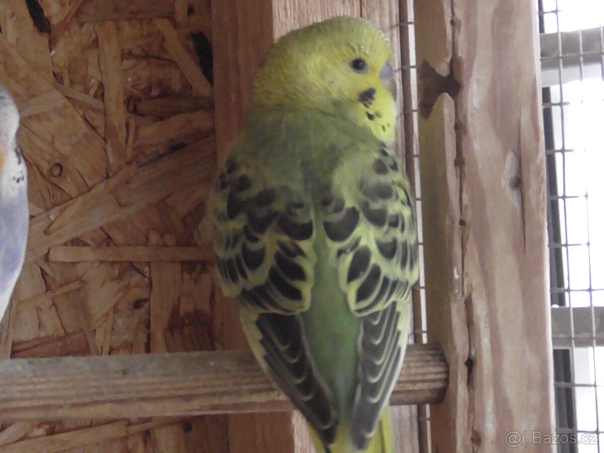 Prodám andulky různých barev - 18