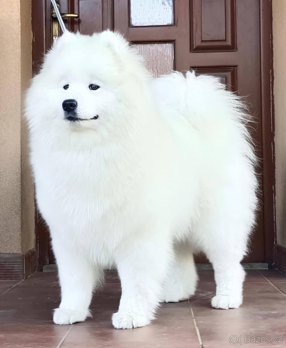 Štěňátka samojeda s PP - 18