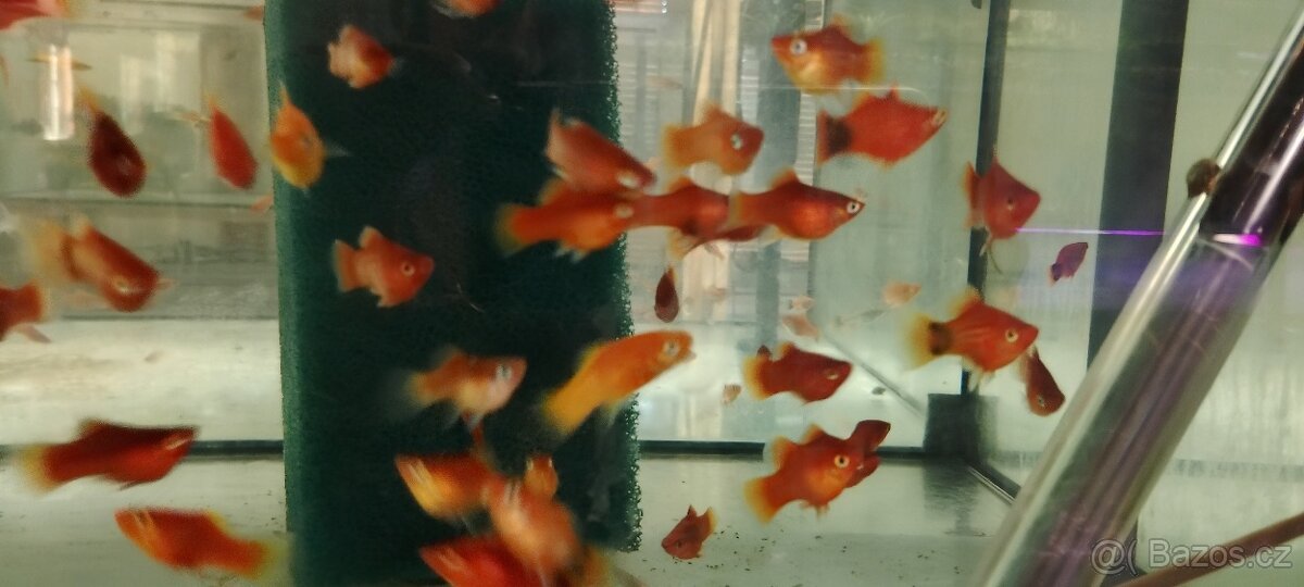 Čtverzubec trpasličí - 18