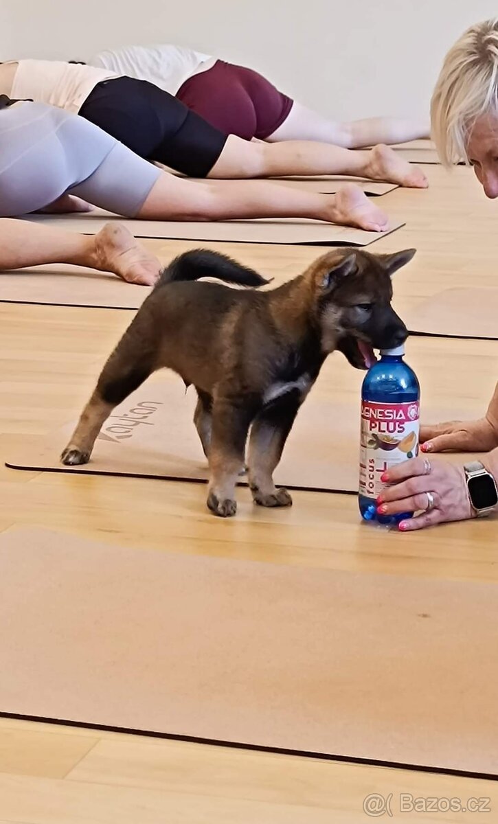 Československý vlčák - Shikoku - 18