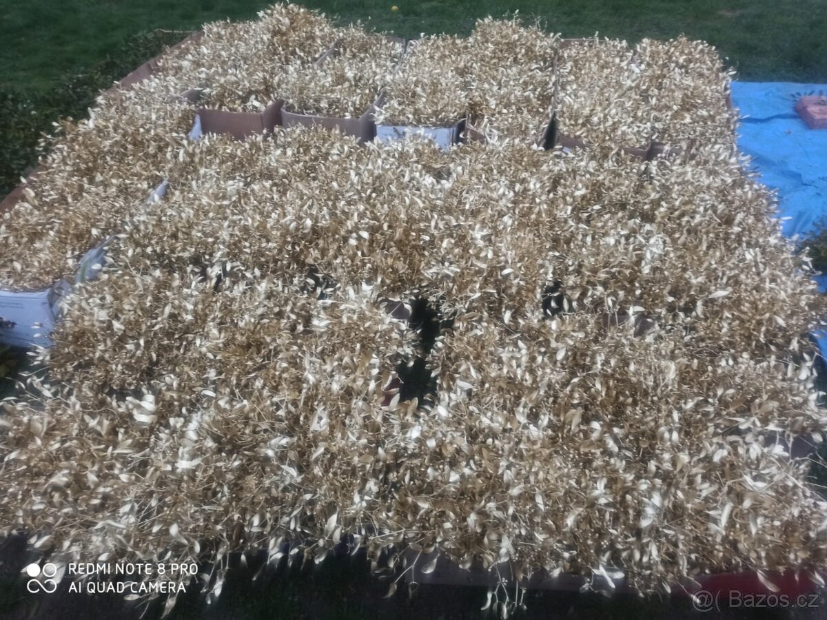 Prodáme vánoční jmelí 🌿🌿 - 18