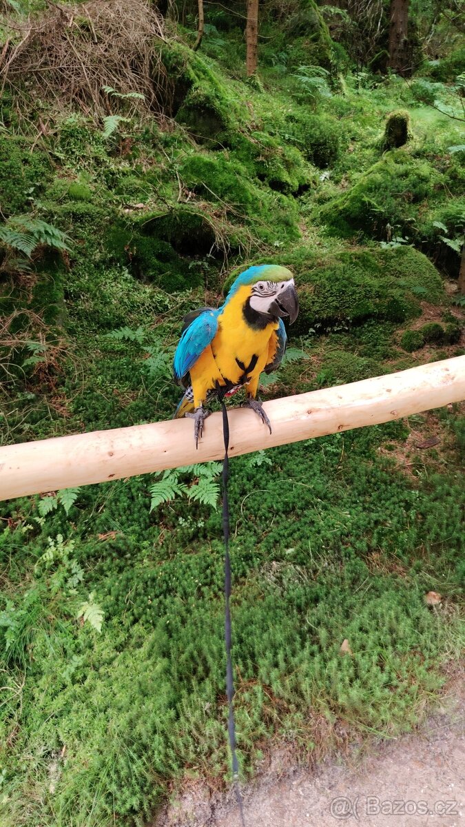 ZÁŽITKOVÝ PROGRAM S PAPOUŠKY - 18