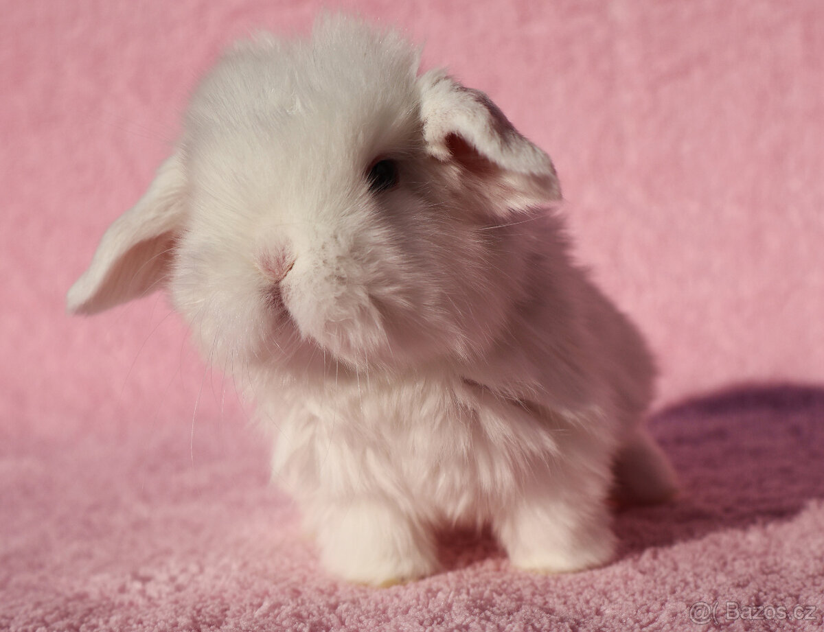 Zakrslí beránci NHD modrá očka . - 18