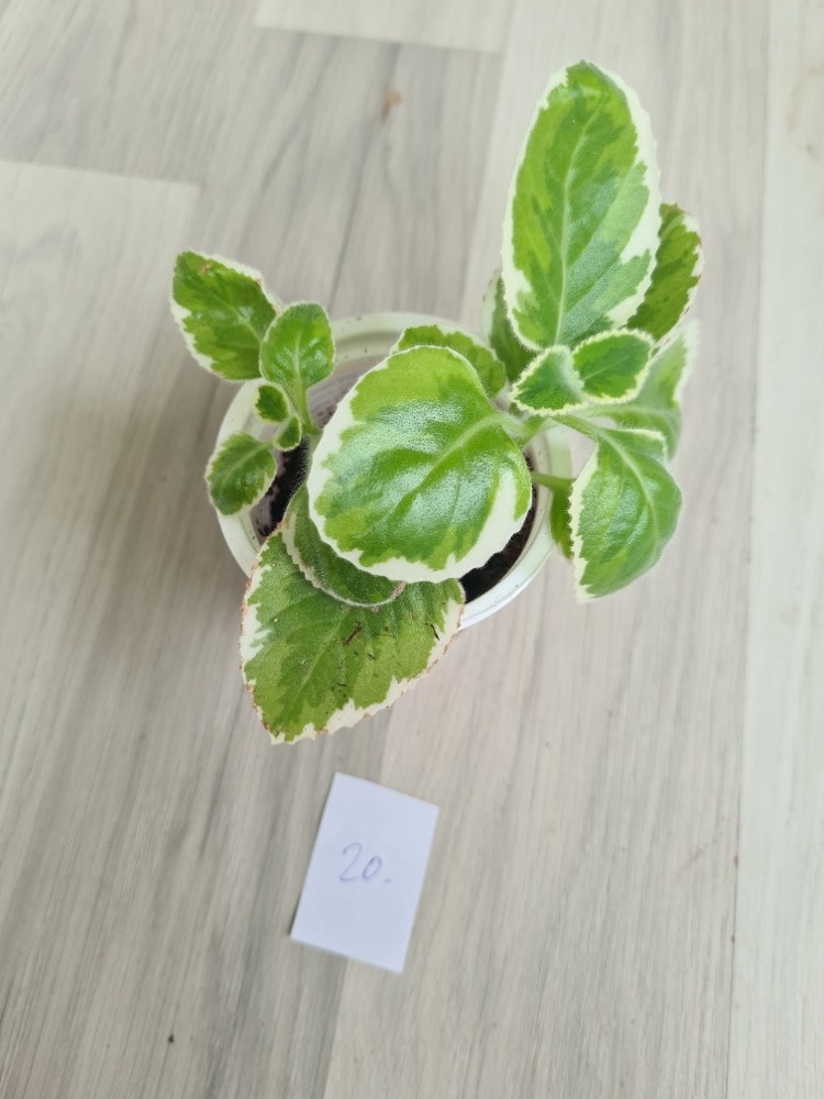 Rostliny, kytky, pokojovky - 18