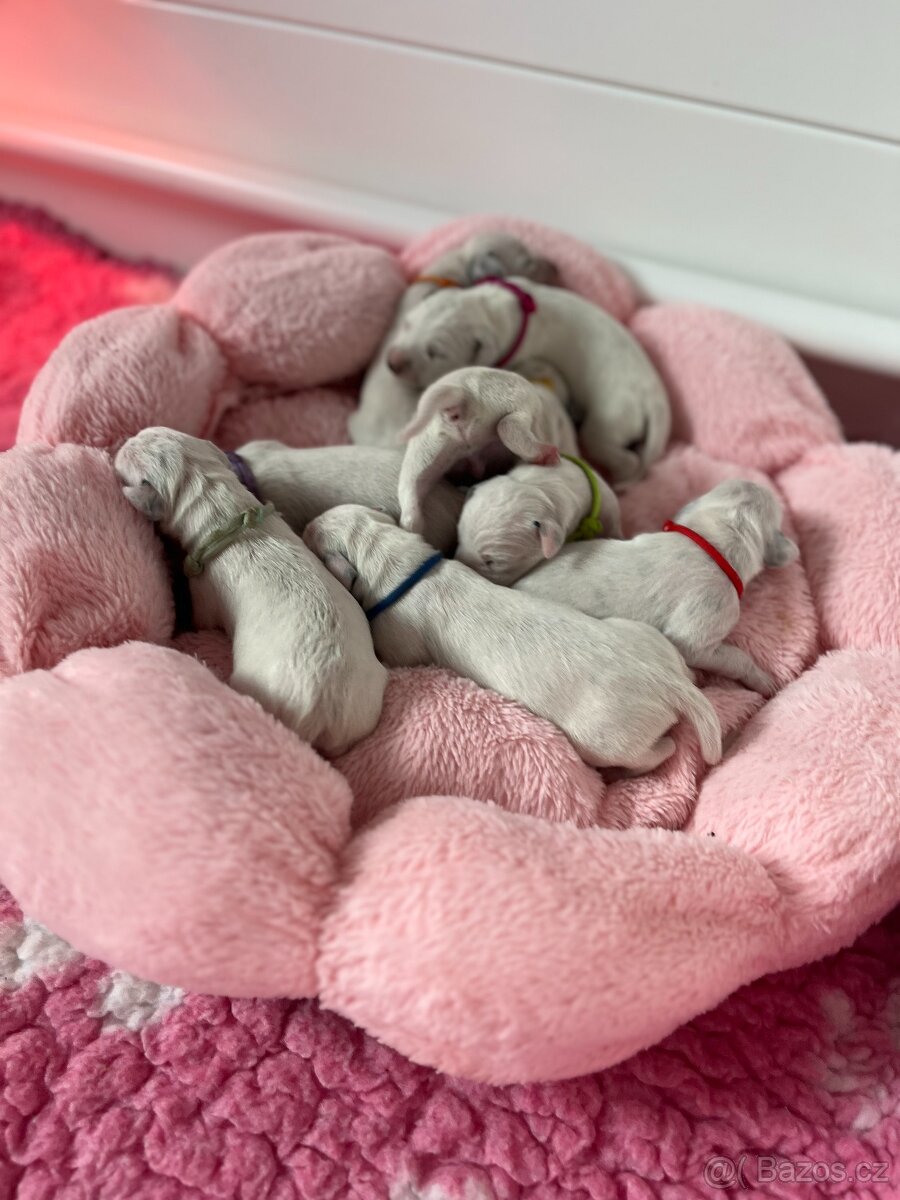 Dalmatin štěně s PP - 18