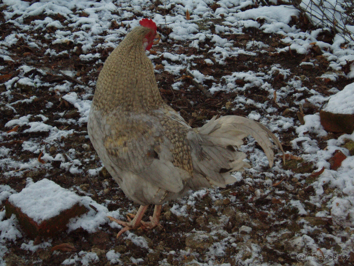 Kohout do chovu k prodeji - 18