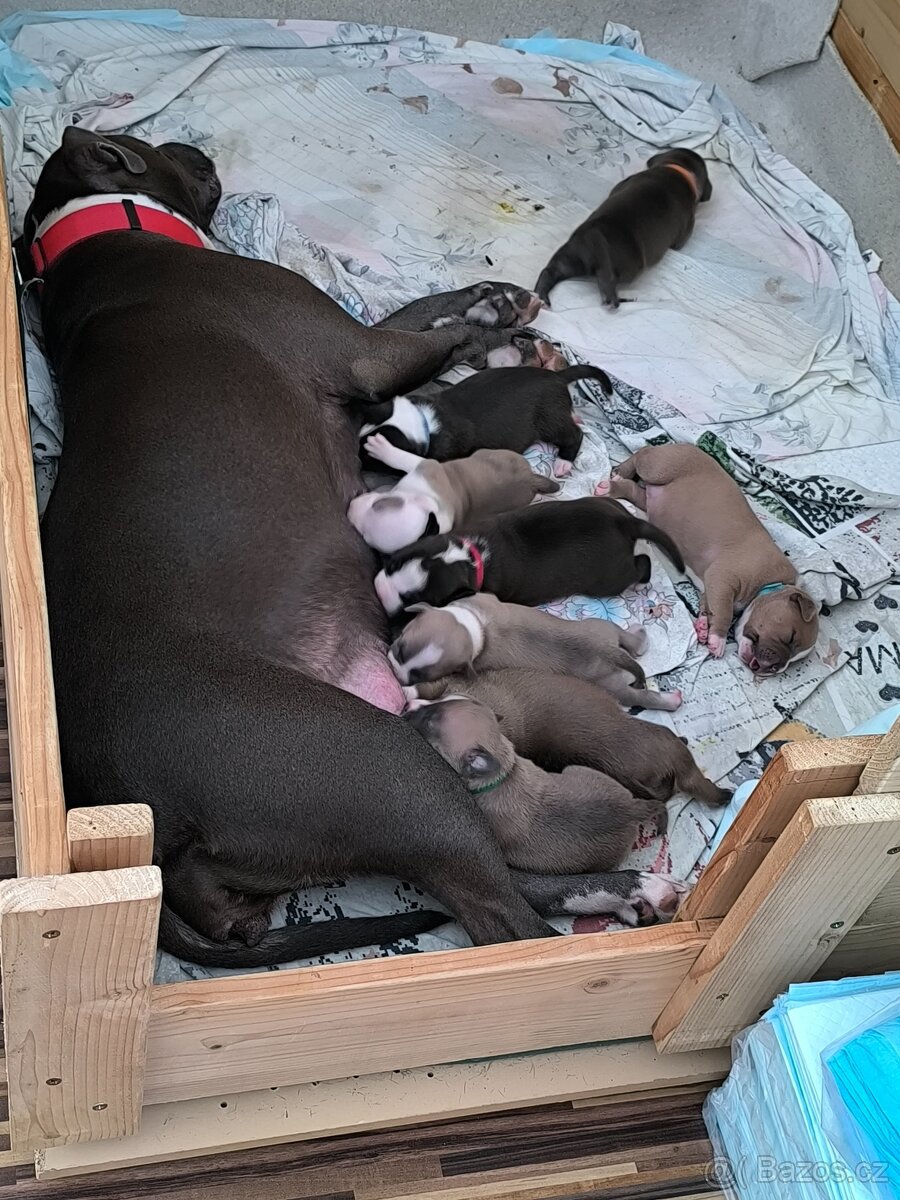 Americký stafordšírský teriér - 18