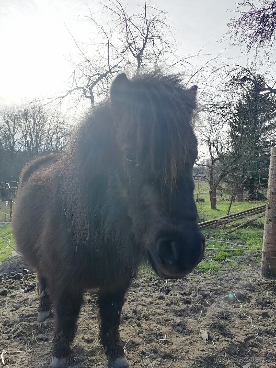 Docházka k poníkovi - 18