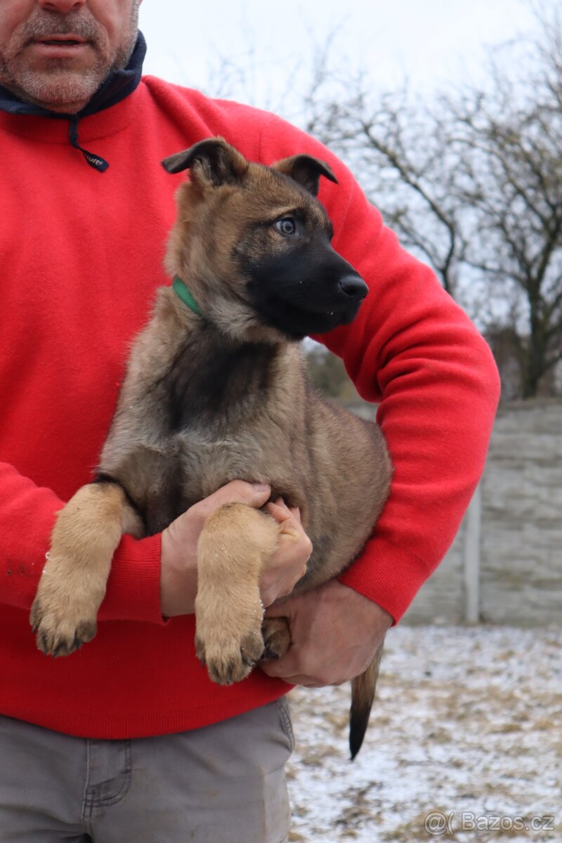 Německý ovčák štěňata s PP, work line, - 18