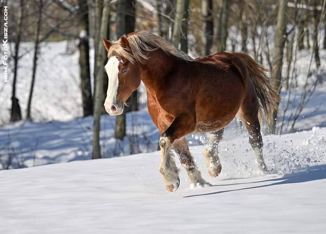 Připouštění Welsh cob - D - 18