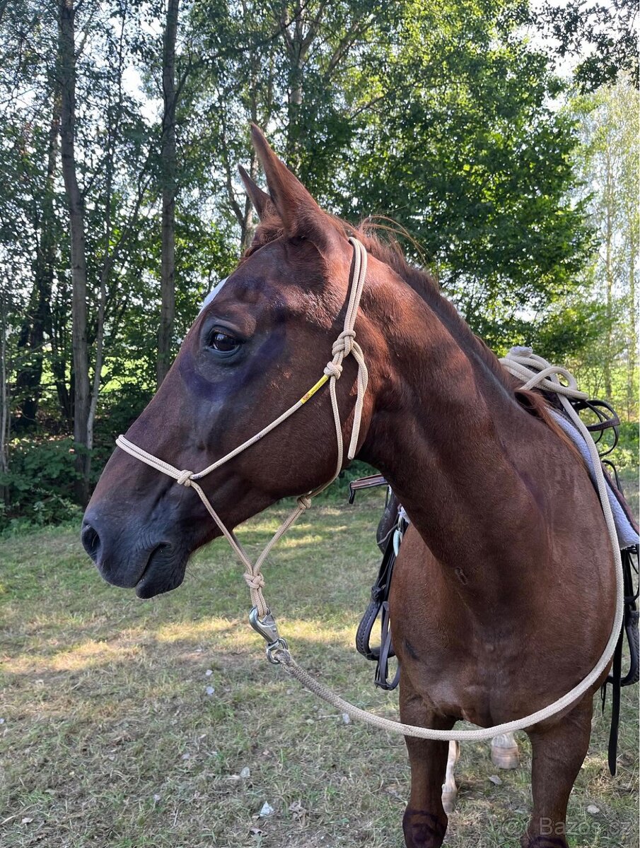 Český teplokrevník - 18