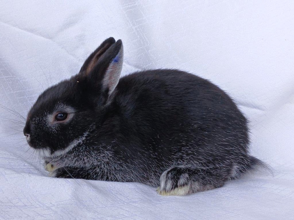 Zakrslí beránci a bílopesíkatí králíčci s rodokmenem - 18