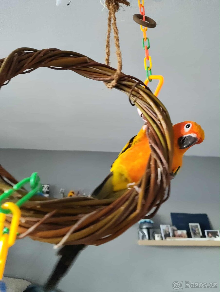 Prodám pár Aratingy sluneční - POUZE JAKO MAZLÍČKY - 18