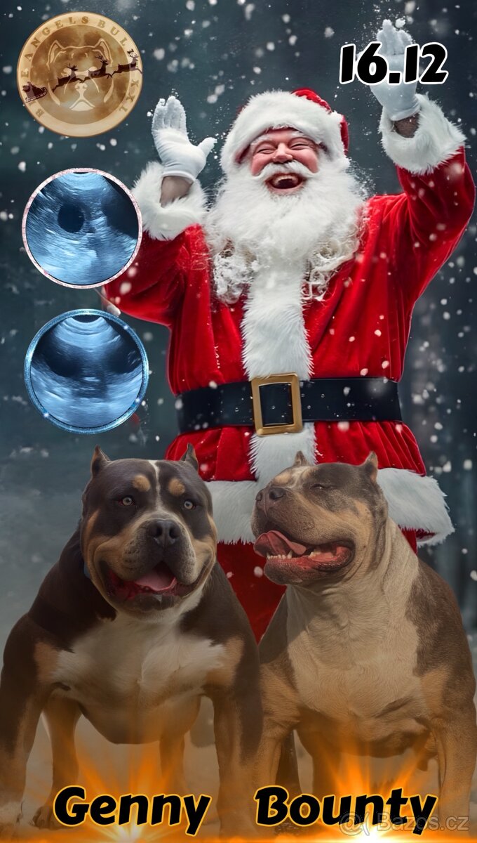 American Bully XL Tricolor - 18