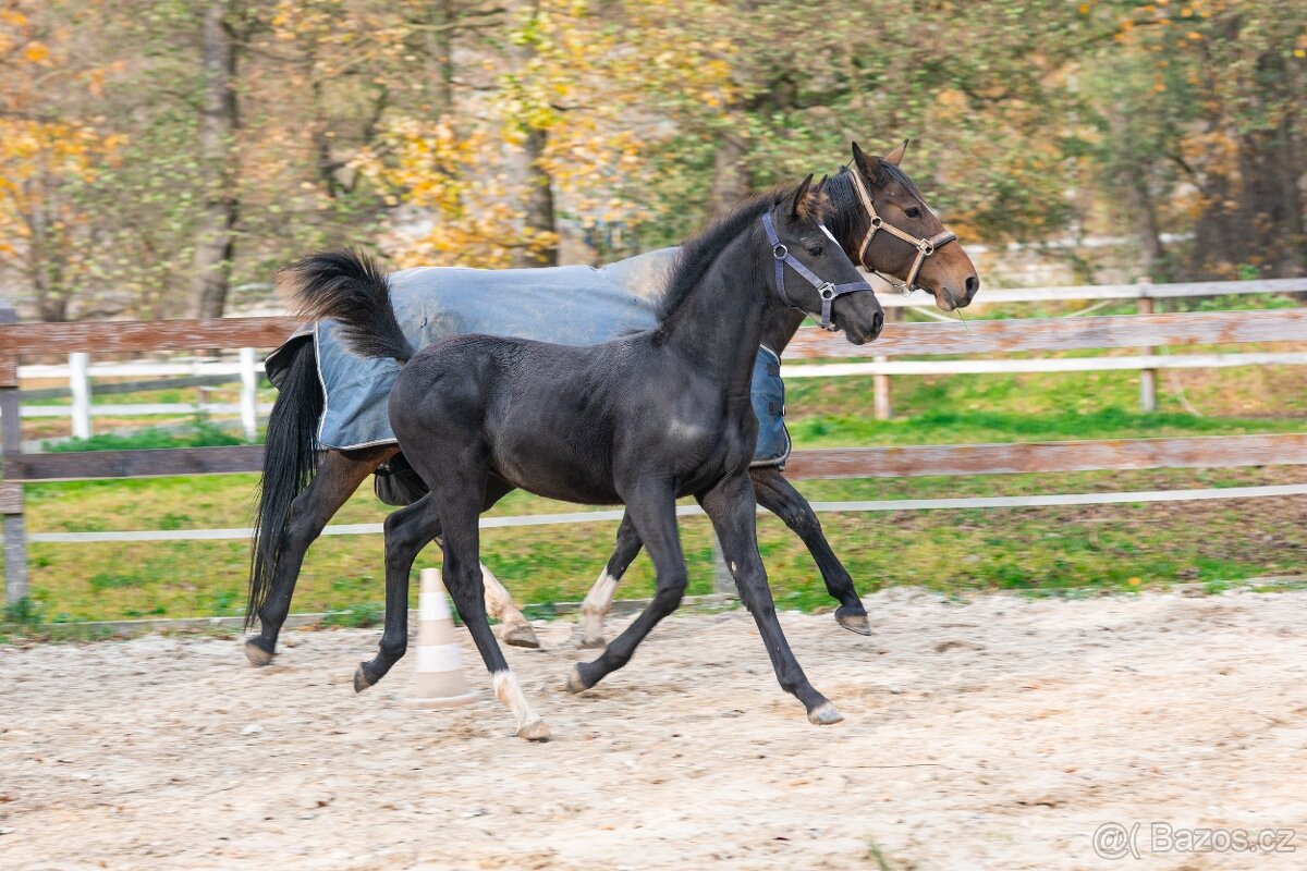 Nádherný hřebeček po Warness ZH - 18