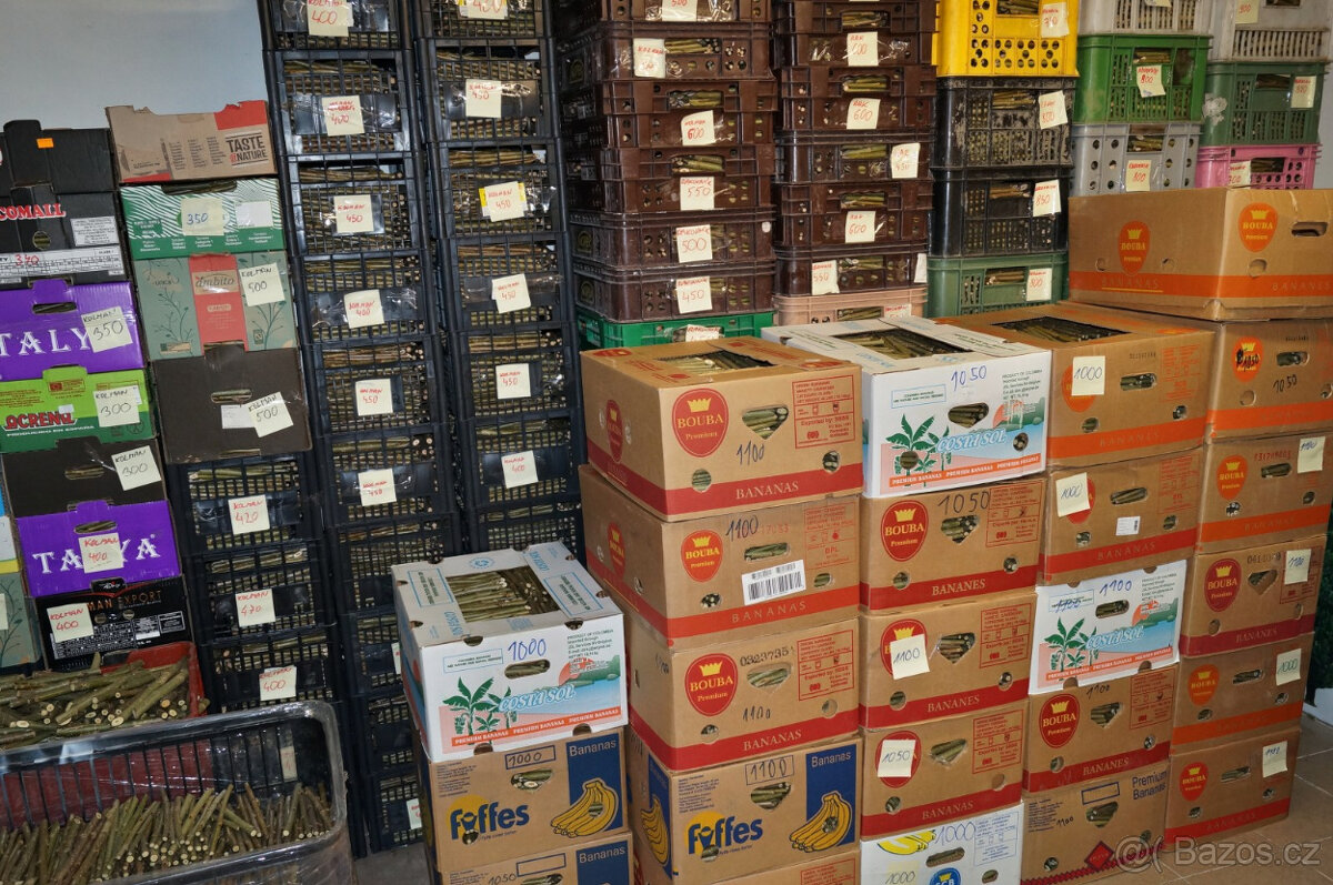 Japonský topol - sadba - 18