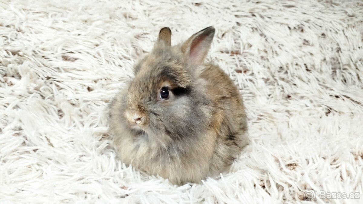 Zakrslý králík, králíček - HARRY - 18