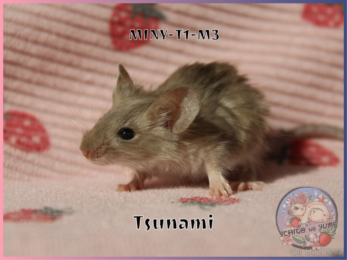 Barevné / fancy myšky - 18