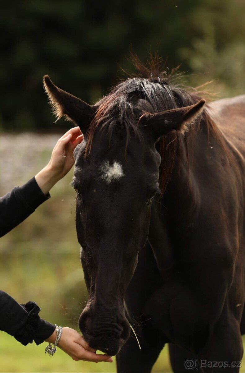 2,5 letí atraktivní a hodní valáškové - 18