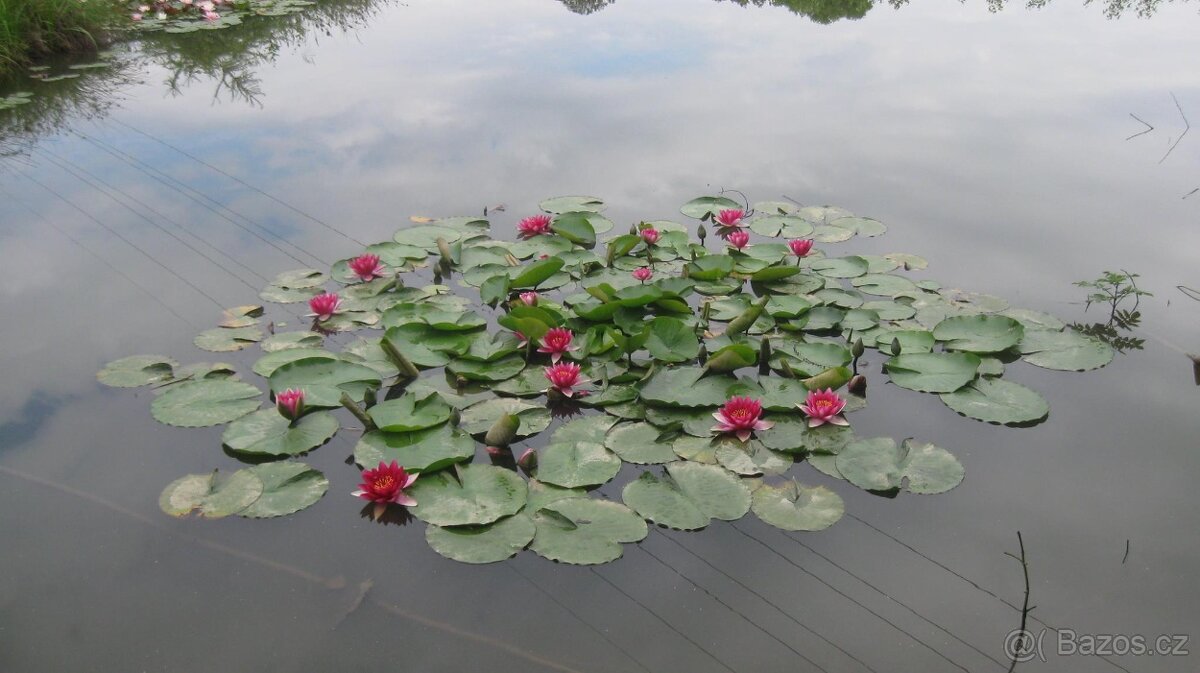 vodní rostliny bahenní rostliny - 18