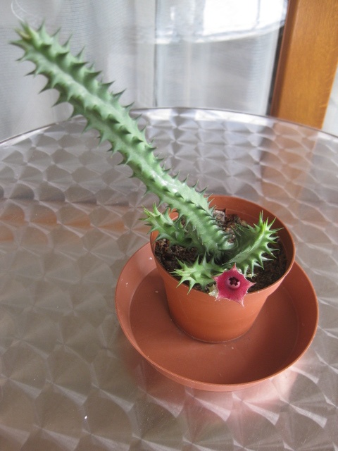 Kaktusy a sukulenty 30 Kč za kus - 18